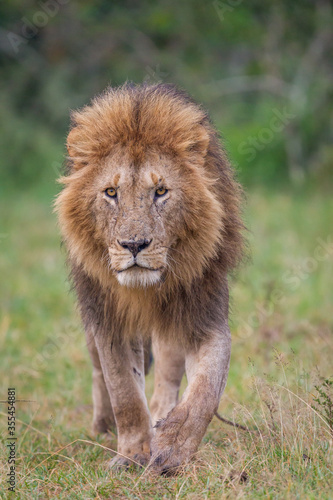Lion walking in Masai Mara Conservancy, kenya