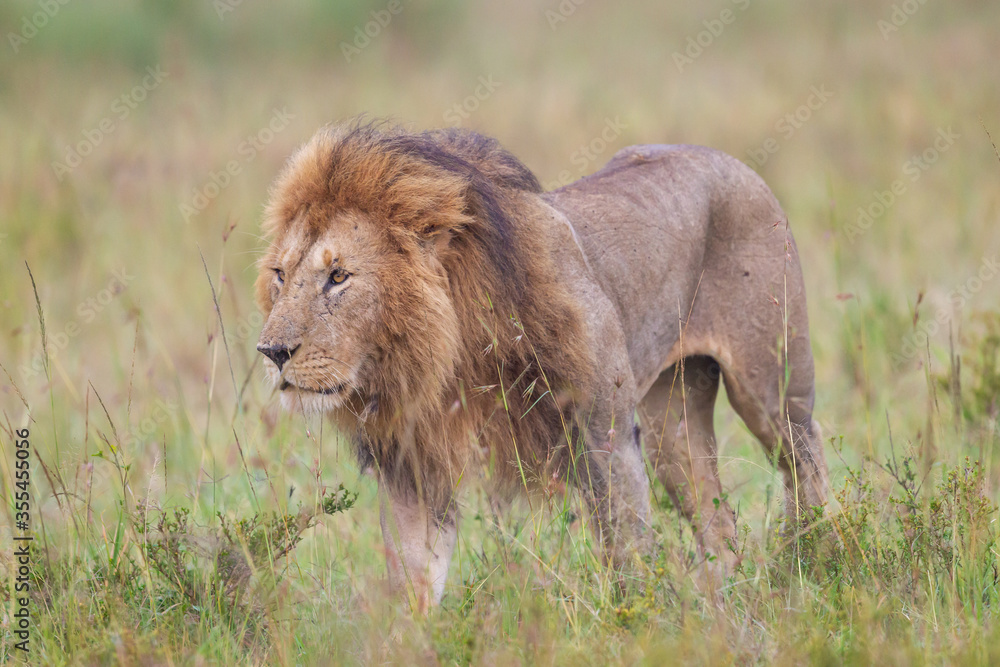 Lion walking in Masai Mara Conservancy, kenya Lion walking in Masai Mara Conservancy, kenya