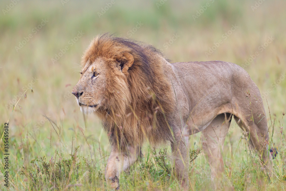 Lion walking in Masai Mara Conservancy, kenya Lion walking in Masai Mara Conservancy, kenya