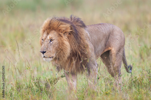 Lion walking in Masai Mara Conservancy, kenya