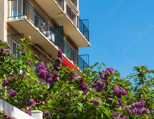 Senior woman hanging clothes to dry at balcony in sunlight. Parisian suburb, France. Homemaking, housework, housekeeping background. Elderly wellbeing concept. Selective focus on lilac blossom.