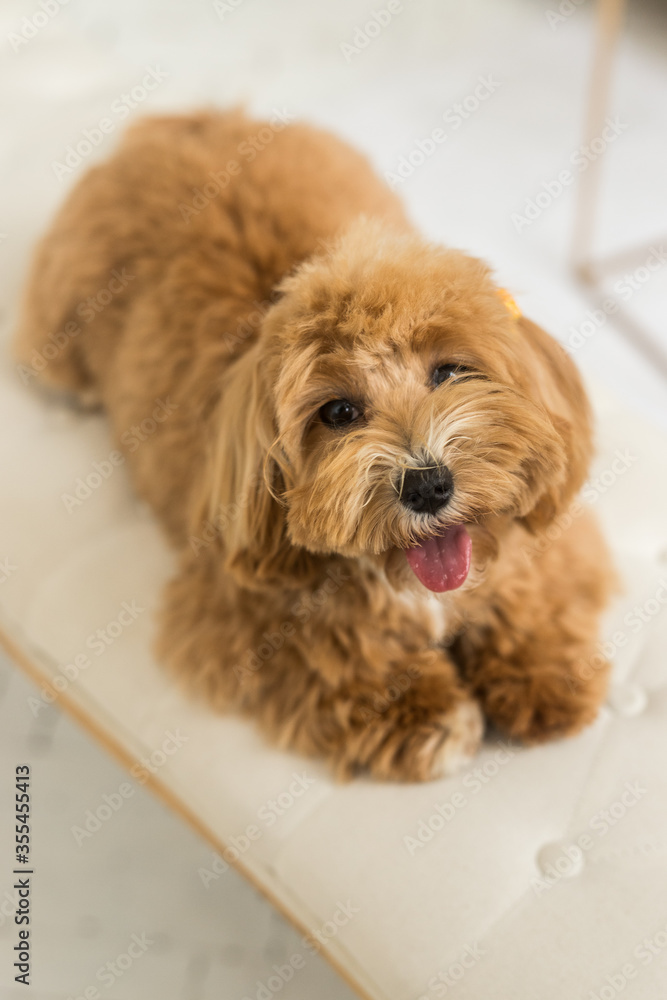 Toy poodle lying on white armchair and muzzle and look in camera Toy poodle lying on white armchair and muzzle and look in camera