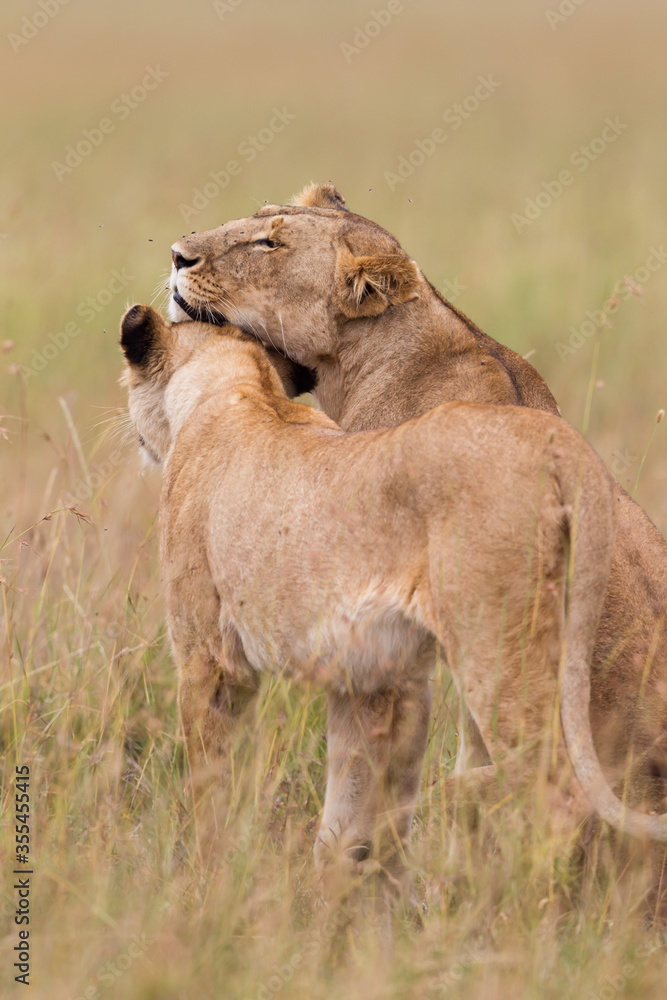 Obraz premium Two lionesses together ine the savannah