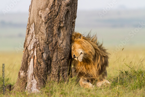 Male lion standing next a big tree