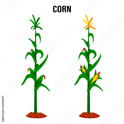 Corn stalk. Isolated corn on white background