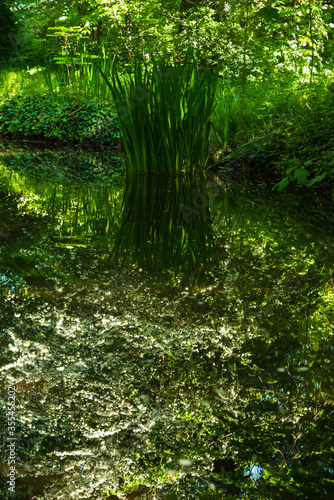 Nature scenery in Vincennes forest of Paris, France. Calm stream with beautiful reflection of blossoming tree and iris leaves. Selective focus on bloom reflection. Natural beauty, environment concepts