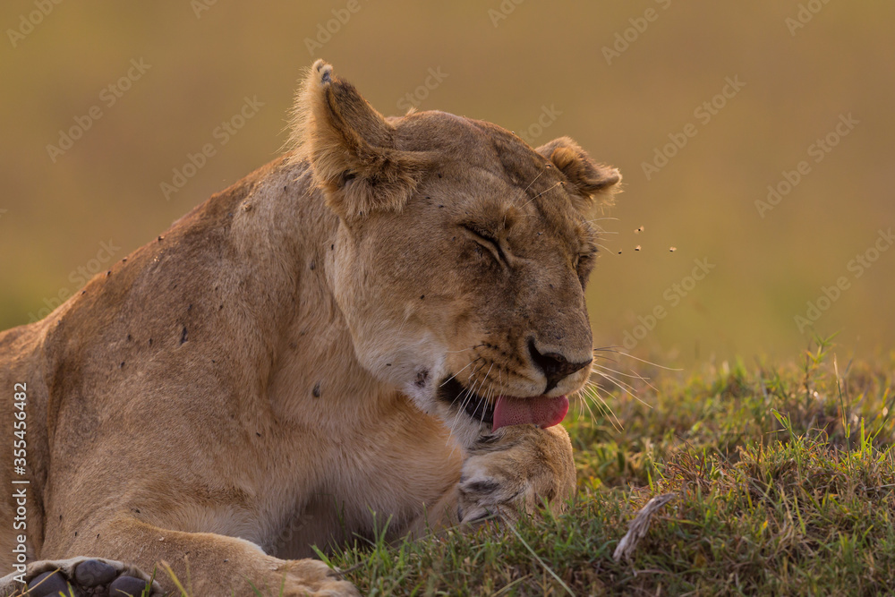 lioness grooming in Masai Mara lioness grooming in Masai Mara