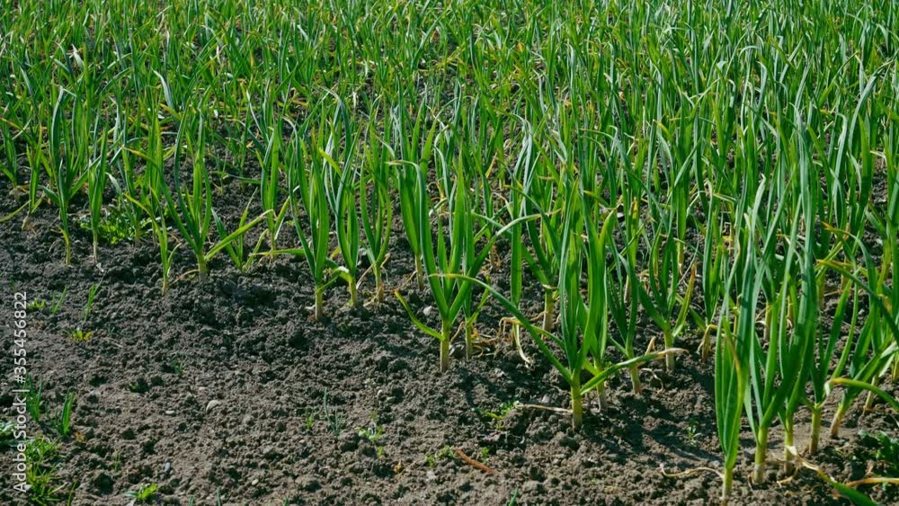 Young garlic stems swaying in wind, sunny day. Young garlic stems swaying in wind, sunny day.