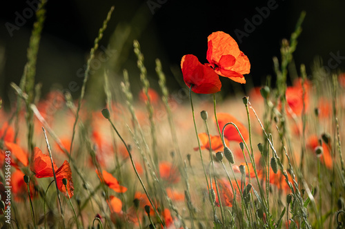 Canvas Print Coquelicots