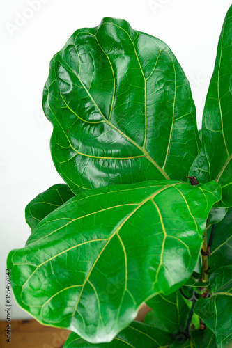 Ficus Lyrata. Beautiful violin leaf blades on white background. Fresh green leaves growing from fig tree  close up. Domestic plant. Plants in a modern interior room