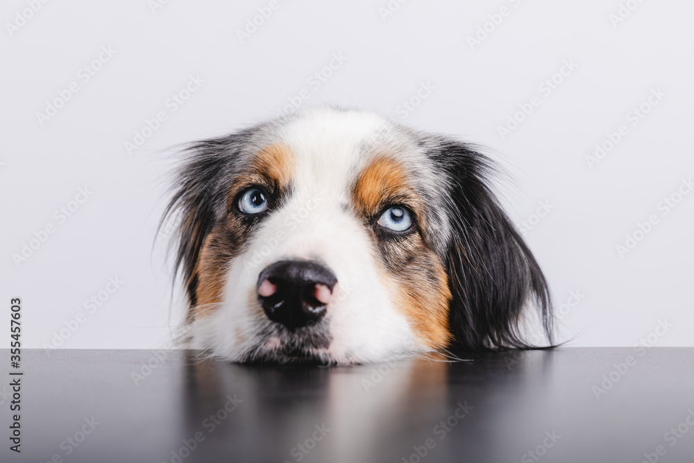 Fototapeta premium Australian Shepherd