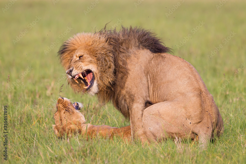 Fototapeta premium Lion and lioness mating in Masai Mara