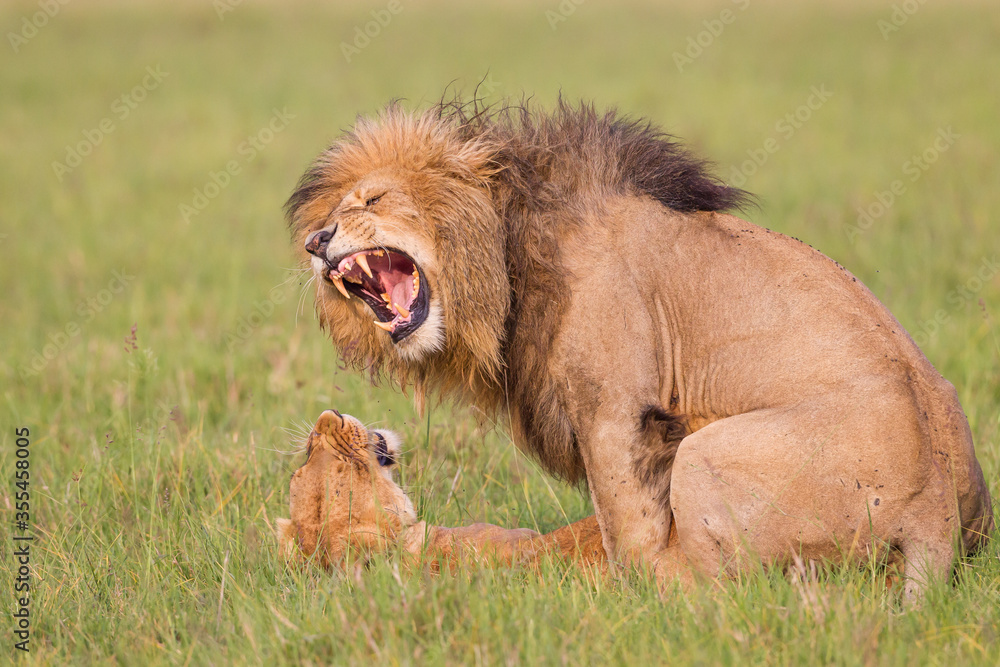 Lion and lioness mating in Masai Mara Lion and lioness mating in Masai Mara