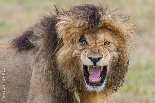 Fototapeta Naklejka Na Ścianę i Meble -  Male lion calling in Masai Mara