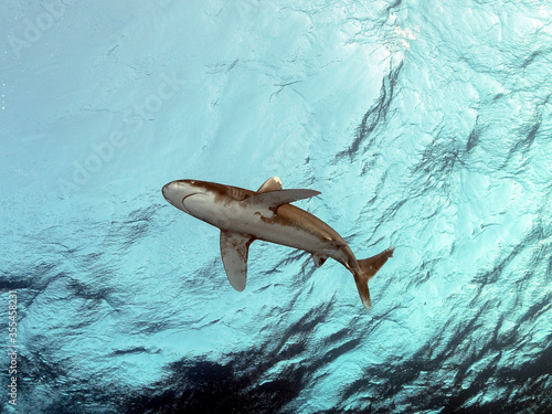 brown shark circles on surface