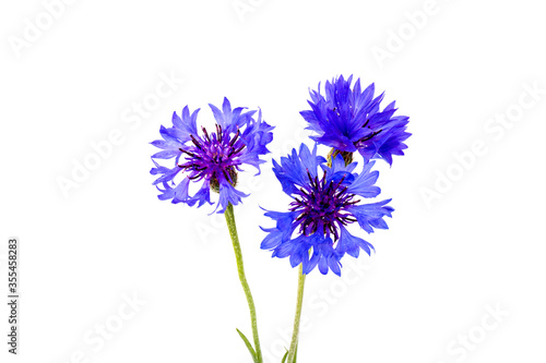 Blue cornflowers  summer flowers on white background  floral background  beautiful small cornflowers close up