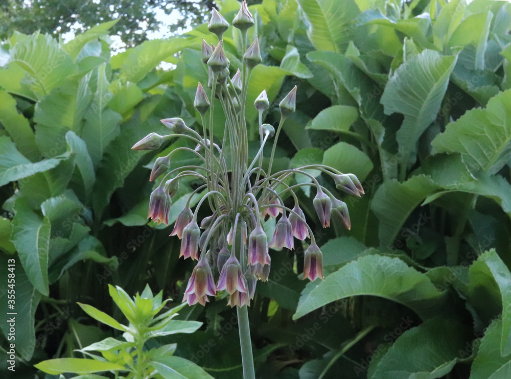 Allium bulgaricum in the garden. They are also known as Nectaroscordum