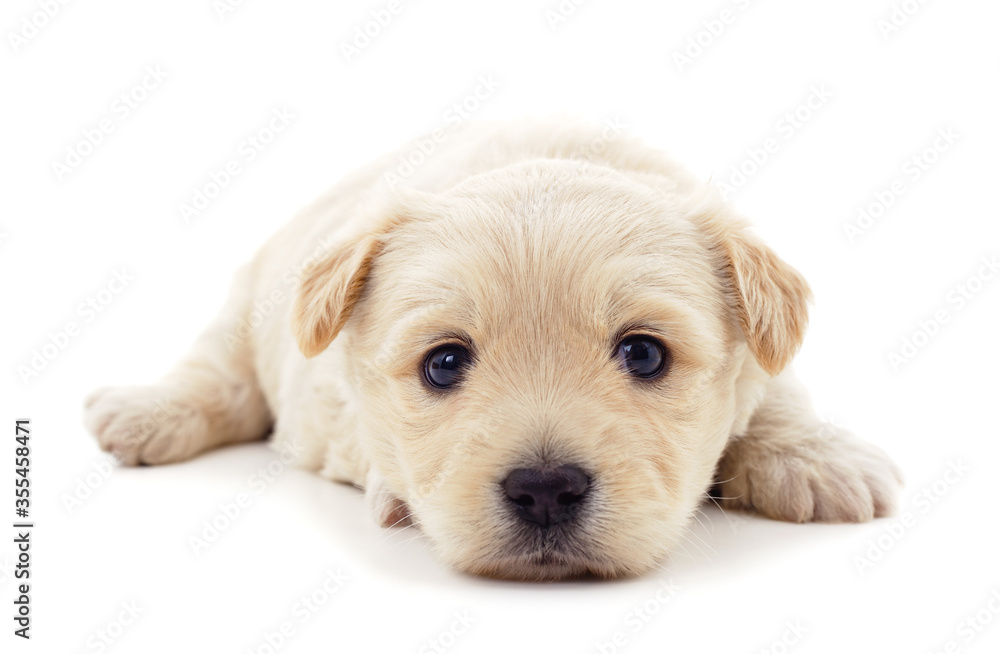 One white dog. One white dog.