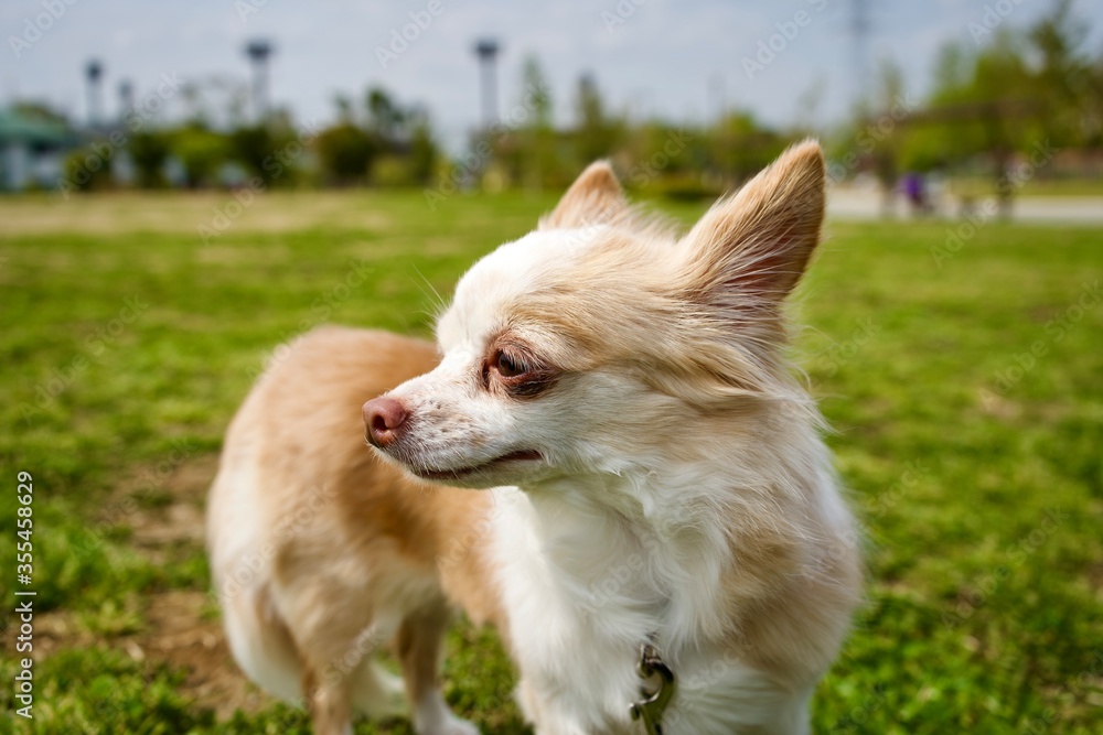 chihuahua in the grass chihuahua in the grass
