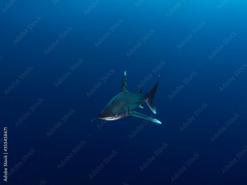 Fototapeta premium oceanic white tip shark investigating divers