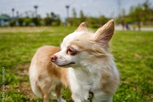 chihuahua in the grass © Takayan