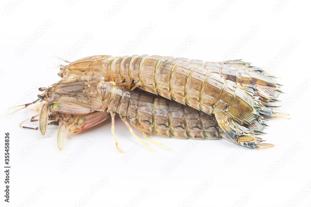 Fresh mantis shrimp on a white background Fresh mantis shrimp on a white background