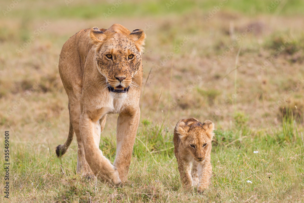 Fototapeta premium Lion cubs walking near their mother