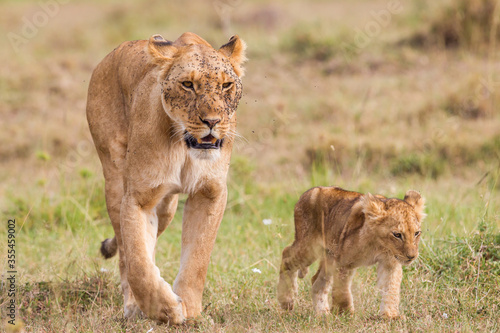 Lion cubs walking near their mother