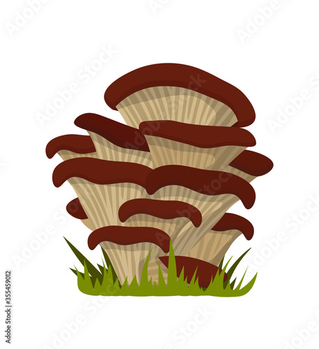 Fresh oyster mushroom branch isolated on white