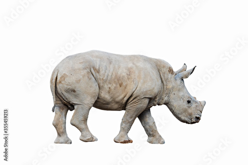 White rhino   Square-lipped rhinoceros  Ceratotherium simum  calf against white background