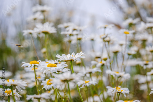 close up of a group of ox eye daisy