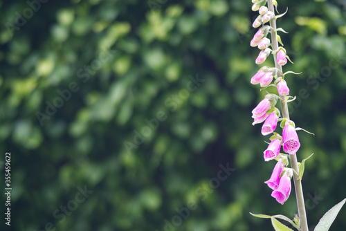 Pink flower in a botanical garden.