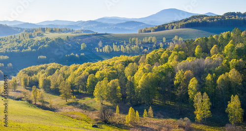 Panoramic view of mountains covered with green forest. Spring landscape. Morning light, haze. © Valerii