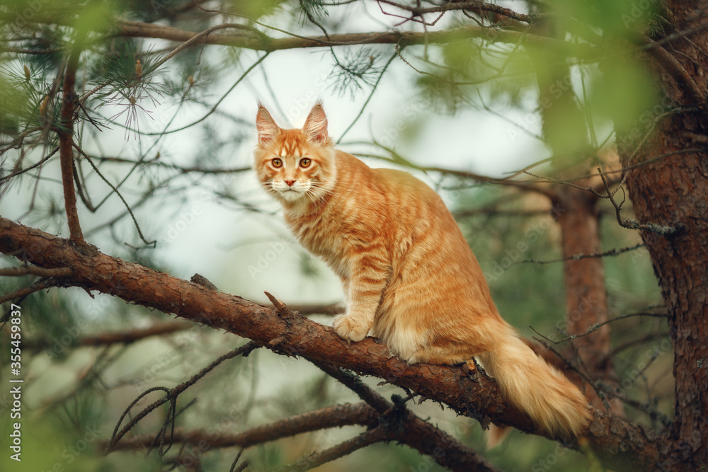 Red kitten Maine Coon sitting on a pine tree. In summer, domestic large cats catch birds in a tree. Image with selective focus, toning and noise effects. Red kitten Maine Coon sitting on a pine tree. In summer, domestic large cats catch birds in a tree. Image with selective focus, toning and noise effects.