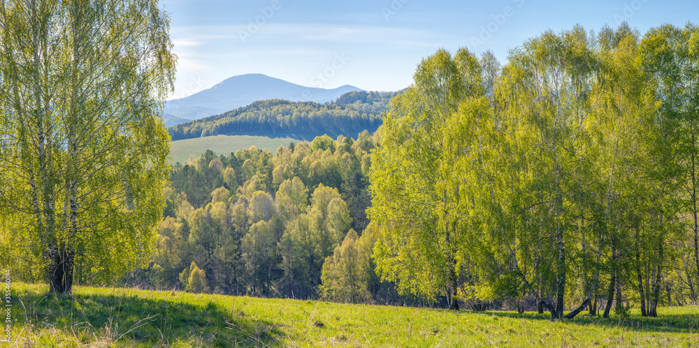 Mountains covered with forest, summer sunny day, panoramic view
