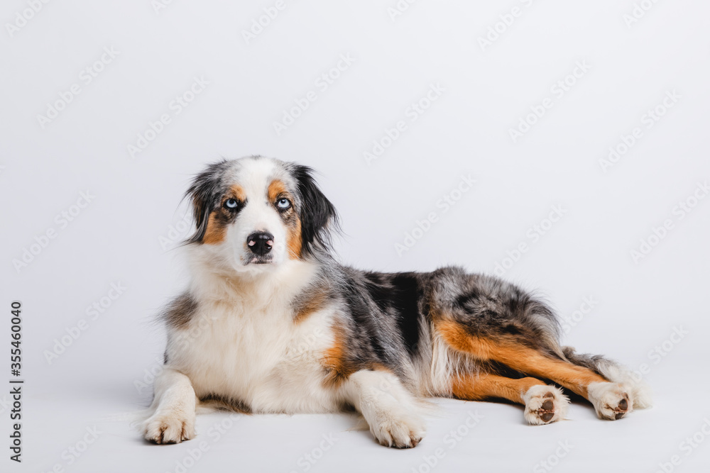 Fototapeta premium Australian Shepherd