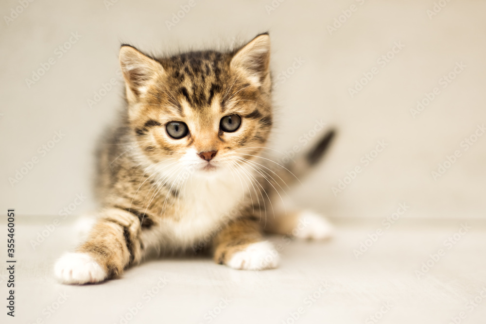 Een maand oud klein gestreept grijs, wit en rood katje. Mooi kattenportret  dat in de camera kijkt. Dag van de kat. Vaccinatie, sterilisatie en  veterinaire zorg voor dieren #355460051 - Wandkleed