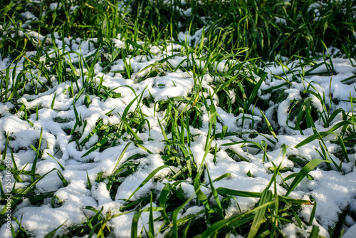 white snow in the grass