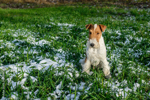 jack russell terrier playing in the grass