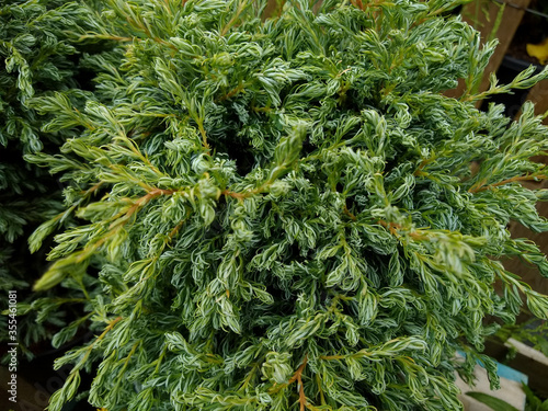 Chamaecyparis pisifera  Boulevard 