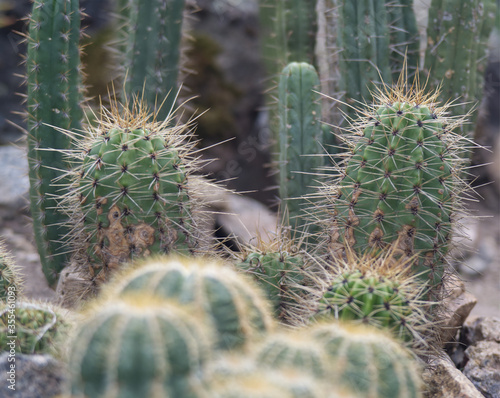 Cactuses in a botanical garden