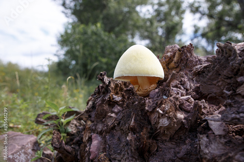 Bild auf Leinwand Tree mushrooms