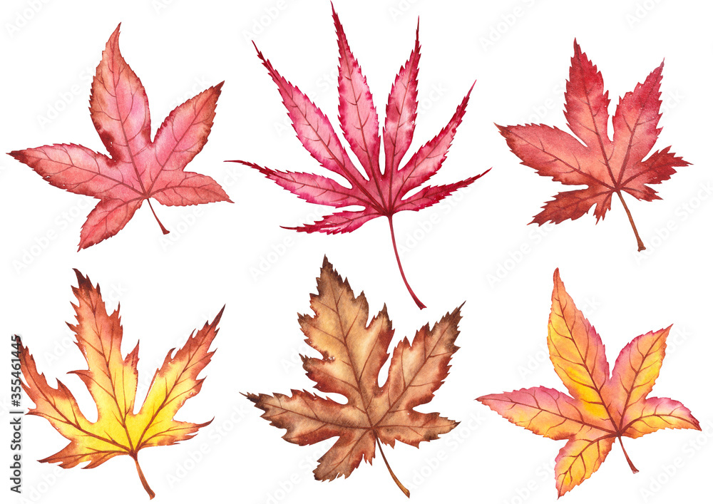 Collection of japanese red maple leaves. Collection of japanese red maple leaves.