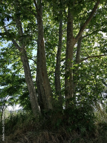árbol verde con varios troncos