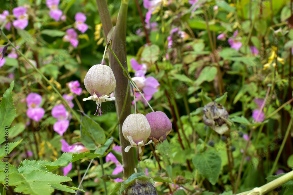Alpine flower Silene vulgaris seen with other high altitude flowers in the background. Captured during trek to valley of flowers national park, a unesco world heritage site in Uttarakhand, India. Alpine flower Silene vulgaris seen with other high altitude flowers in the background. Captured during trek to valley of flowers national park, a unesco world heritage site in Uttarakhand, India.