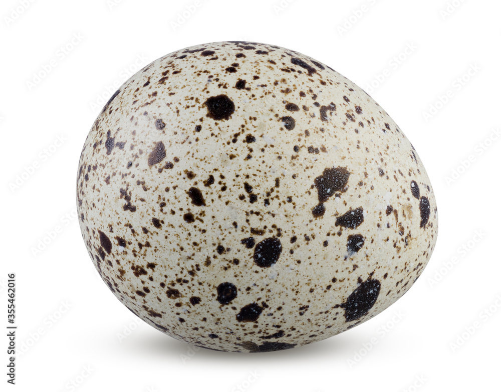 Quail egg speckled and textured isolated. Small partridge egg on white background Quail egg speckled and textured isolated. Small partridge egg on white background