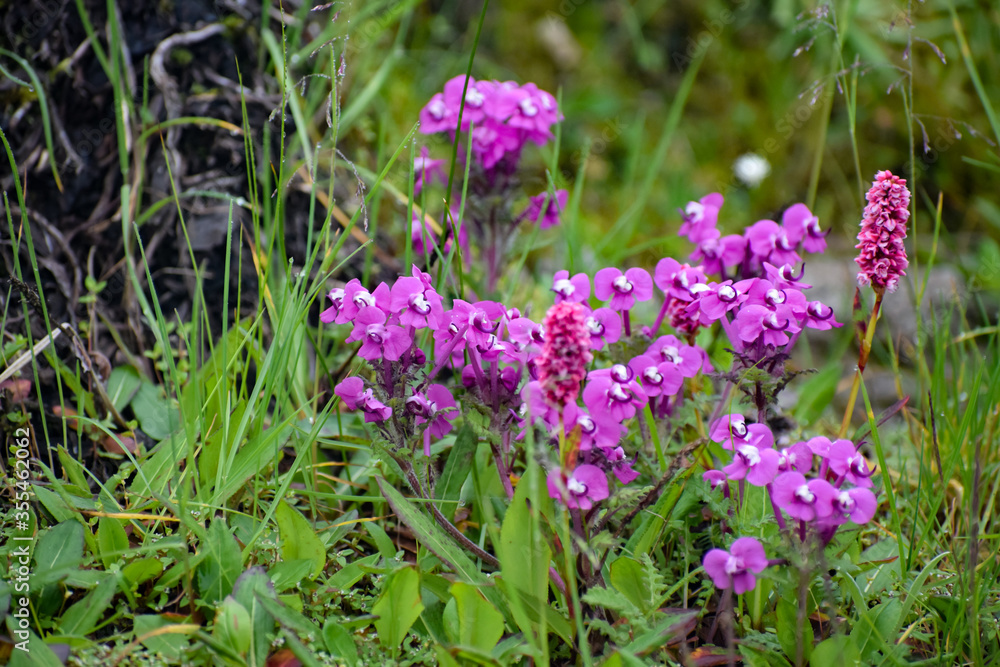 Pink Pedicularis punctata along with fleeceflower or knotweed. Monsoon trek to valley of flowers national park, a unesco world heritage site in Nanda devi biosphere Reserve, Uttarakhand, India. Pink Pedicularis punctata along with fleeceflower or knotweed. Monsoon trek to valley of flowers national park, a unesco world heritage site in Nanda devi biosphere Reserve, Uttarakhand, India.
