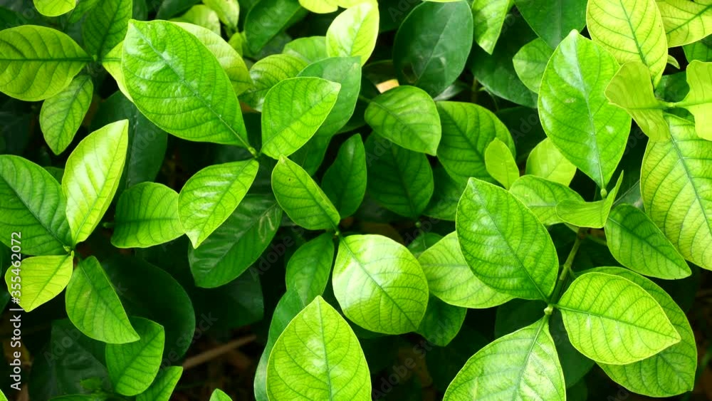 Green leaves indicate growth and freshness. Green leaves indicate growth and freshness.