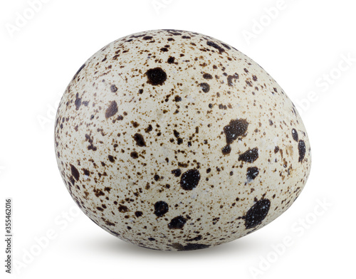 Quail egg speckled and textured isolated. Small partridge egg on white background