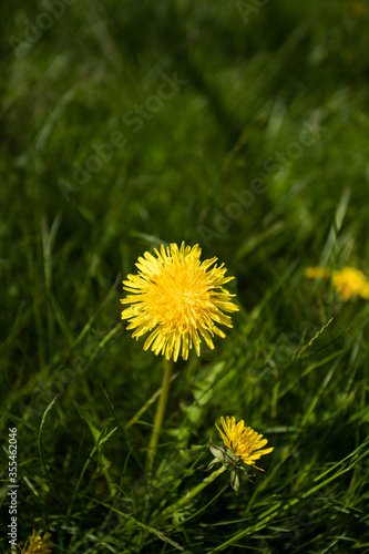 Dandelion On Meadow In Sunny Day In Spring Close-Up.